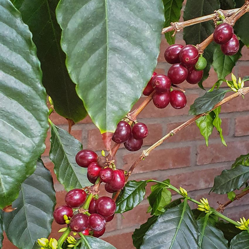 Arabischer Kaffee in der Gruppe Samen / Mehrjährige Topfpflanzen bei Impecta Fröhandel (100)