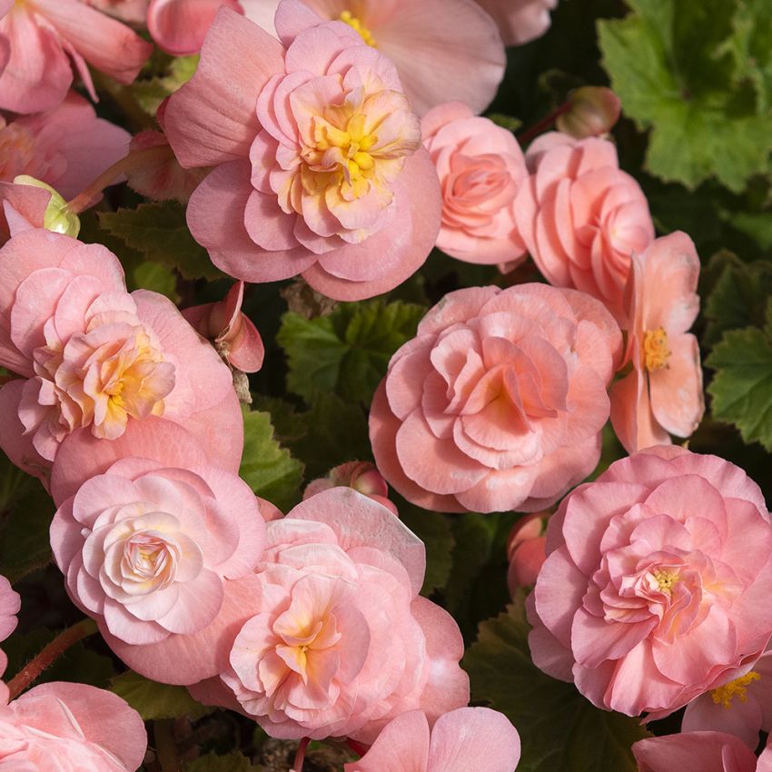 Knollenbegonien F1 'Fortune Pink' in der Gruppe Samen / Einjährige Blumen bei Impecta Fröhandel (10058)
