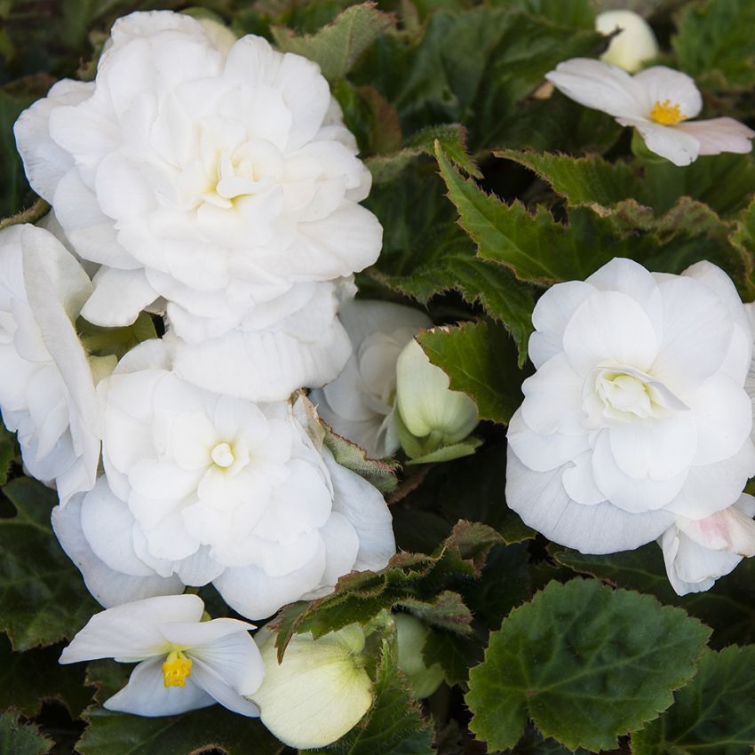 Knollenbegonien F1 'Fortune White' in der Gruppe Samen / Einjährige Blumen bei Impecta Fröhandel (10059)