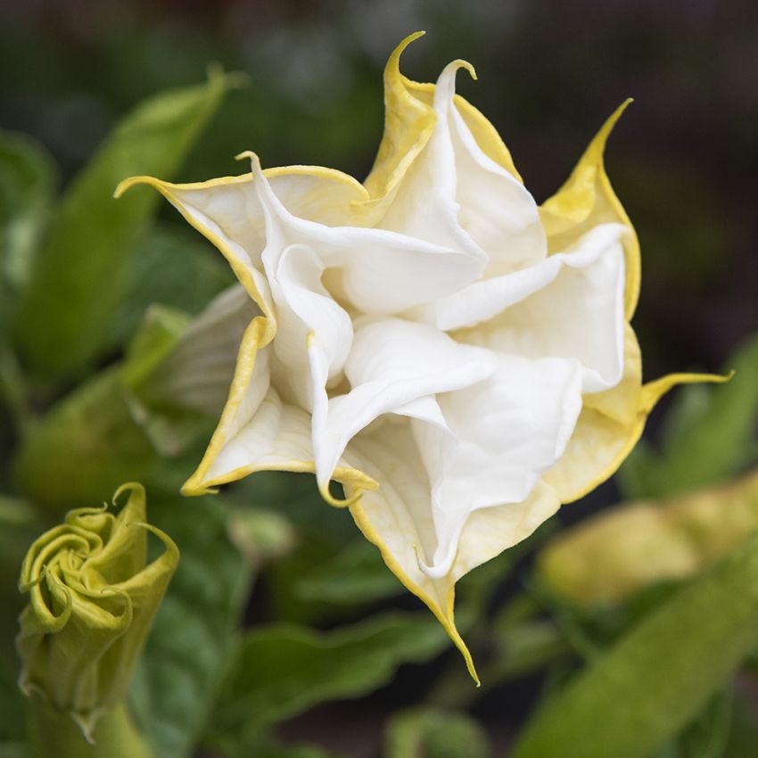 Stechapfel 'Double White' in der Gruppe Samen / Einjährige Blumen bei Impecta Fröhandel (11128)