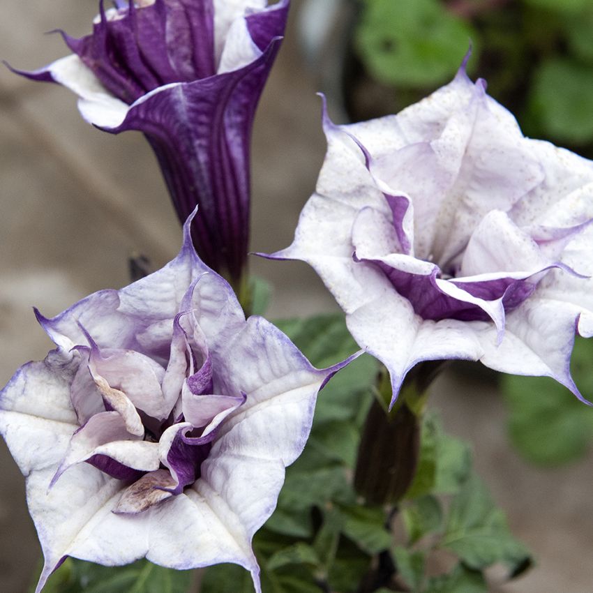 Stechapfel 'Double Purple' in der Gruppe Samen / Mehrjährige Topfpflanzen bei Impecta Fröhandel (11129)