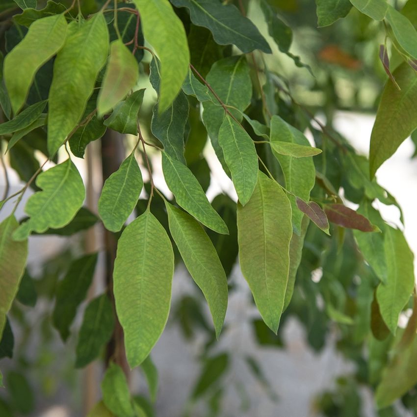 Regenbogen-Eukalyptus in der Gruppe Samen / Mehrjährige Topfpflanzen bei Impecta Fröhandel (11140)