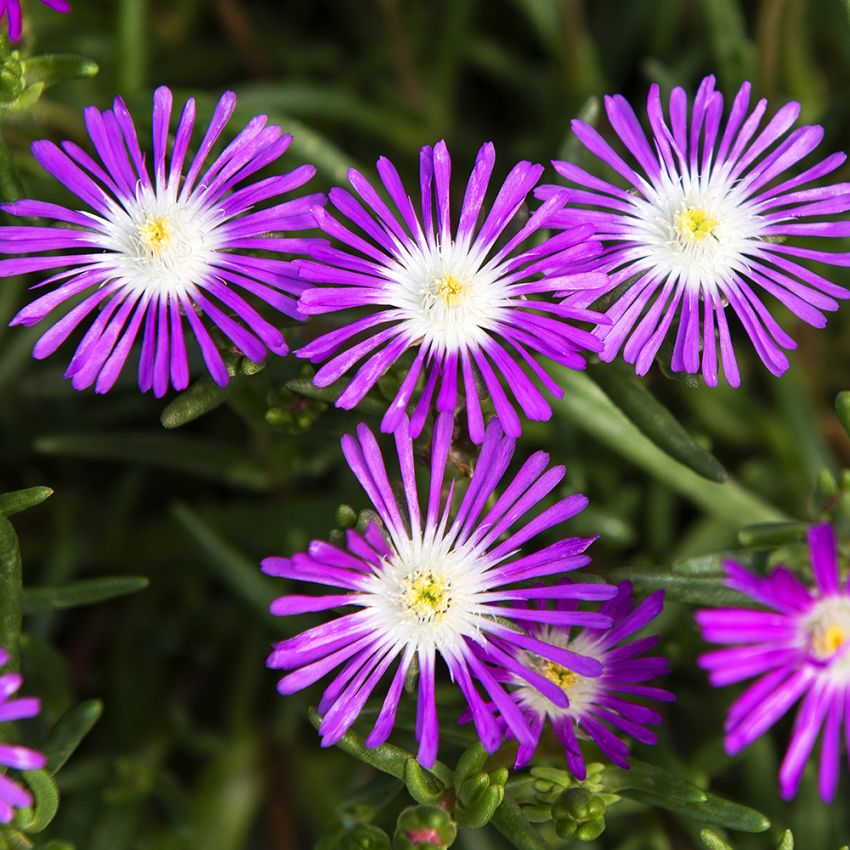 Mittagsblume 'Stardust' in der Gruppe Samen / Einjährige Blumen bei Impecta Fröhandel (13002)