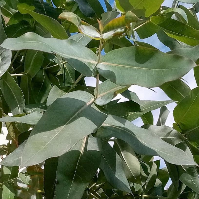 Eukalyptus in der Gruppe Samen / Mehrjährige Topfpflanzen bei Impecta Fröhandel (140)