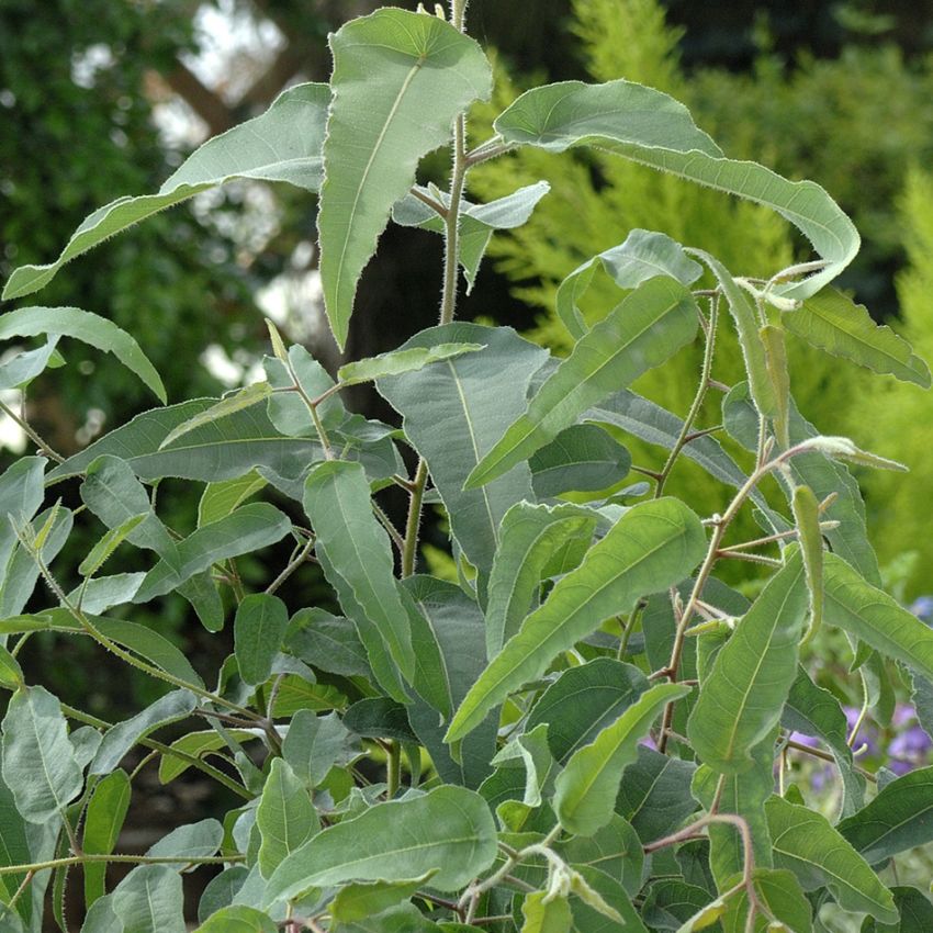 Zitroneneukalyptus in der Gruppe Samen / Mehrjährige Topfpflanzen bei Impecta Fröhandel (141)