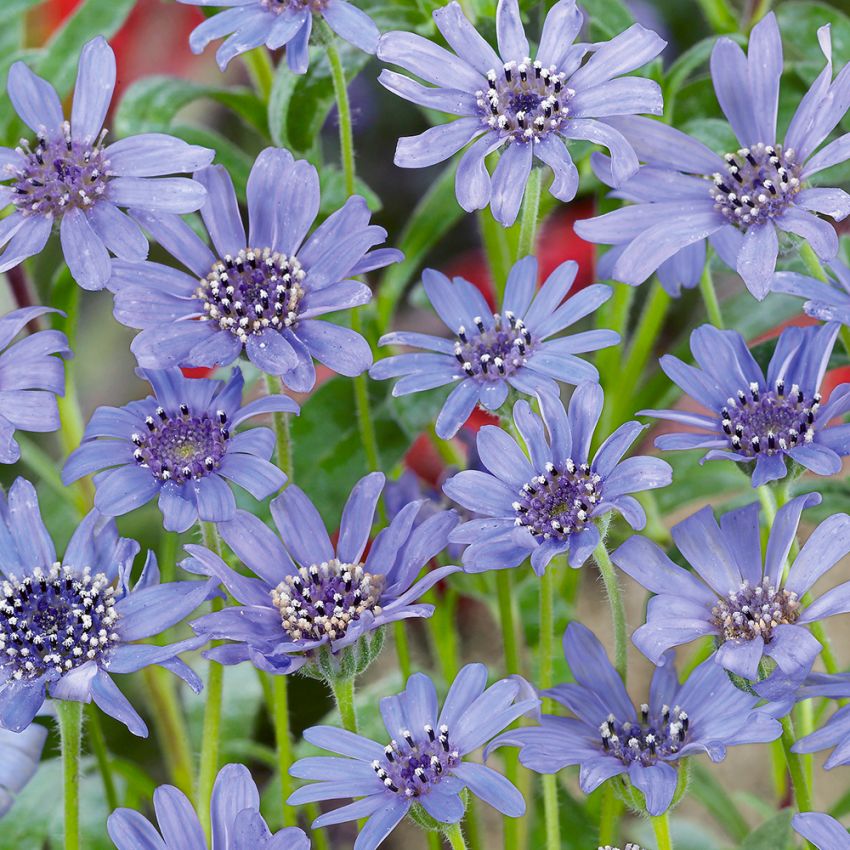 Blaue Gänseblümchen 'The Blues' in der Gruppe Samen / Einjährige Blumen bei Impecta Fröhandel (15)