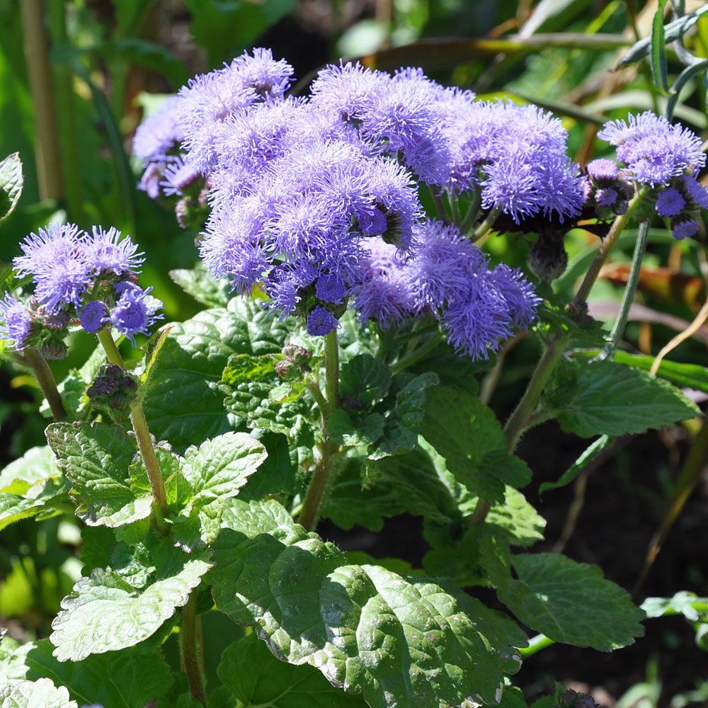 Leberbalsam 'Blue Mink' in der Gruppe Samen / Einjährige Blumen bei Impecta Fröhandel (16)