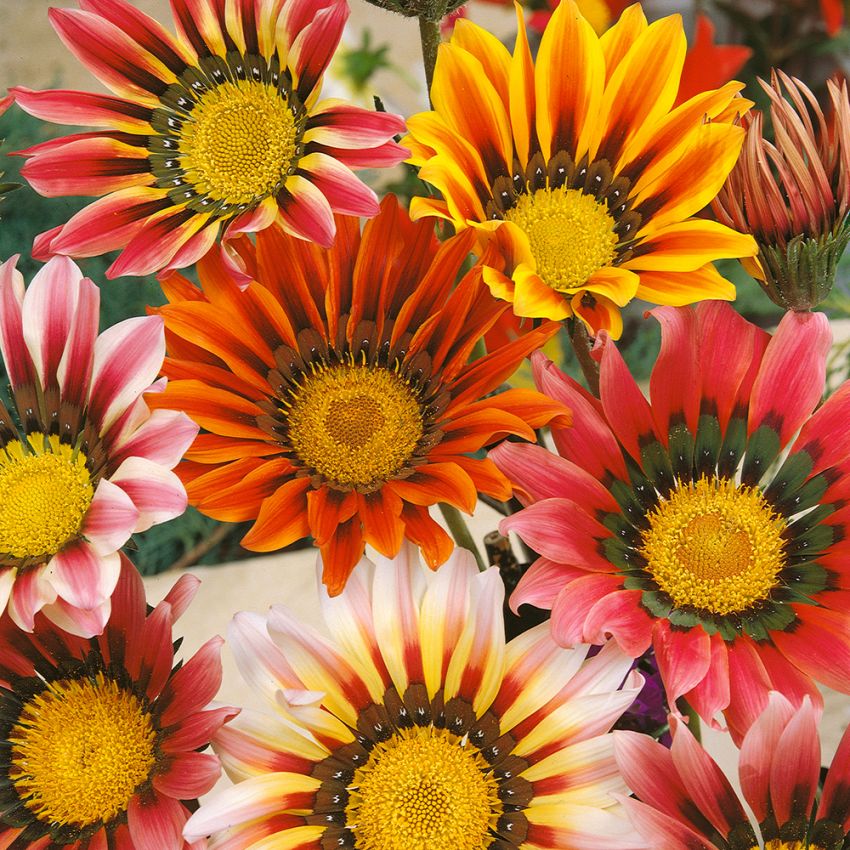 Gazanie 'Sunshine' in der Gruppe Samen / Einjährige Blumen bei Impecta Fröhandel (162)