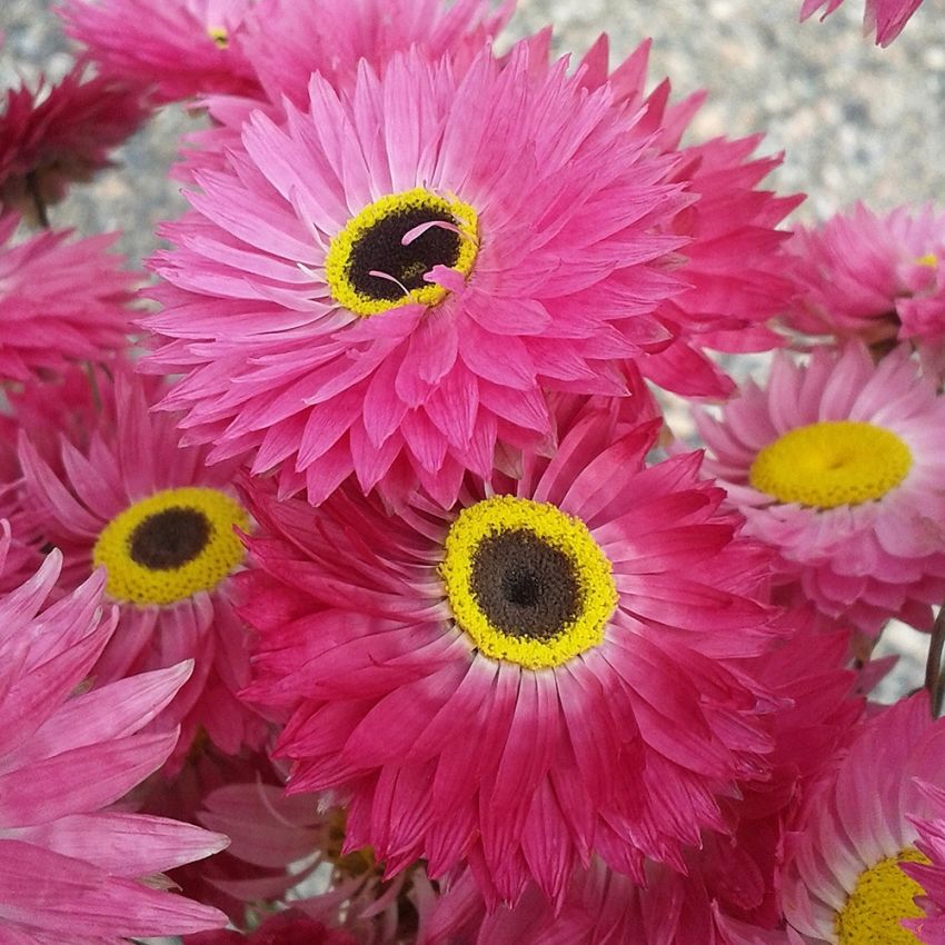 Sonnenflügel 'Goliath' in der Gruppe Samen / Einjährige Blumen / Einjährige Schnittblumen bei Impecta Fröhandel (2017)