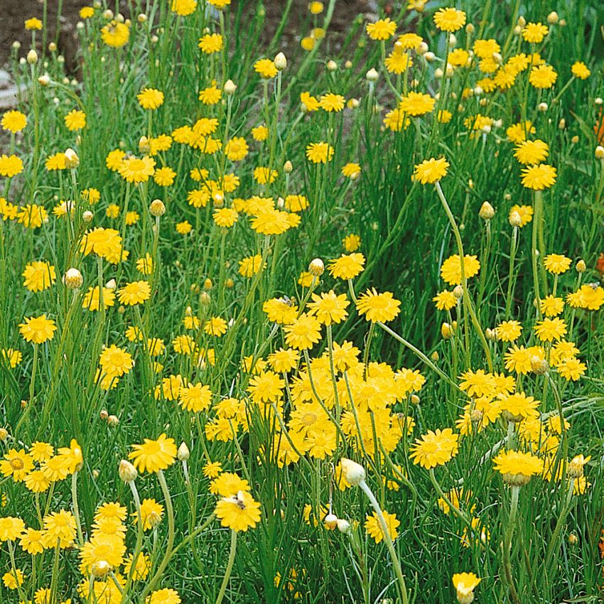 Schoenia filifolia ’Golden Sun' in der Gruppe Samen / Einjährige Blumen bei Impecta Fröhandel (2184)