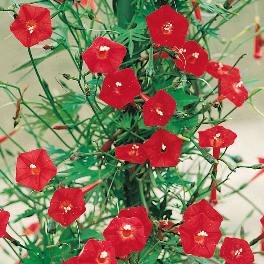 Kardinal-Winde in der Gruppe Samen / Einjährige Blumen bei Impecta Fröhandel (229)