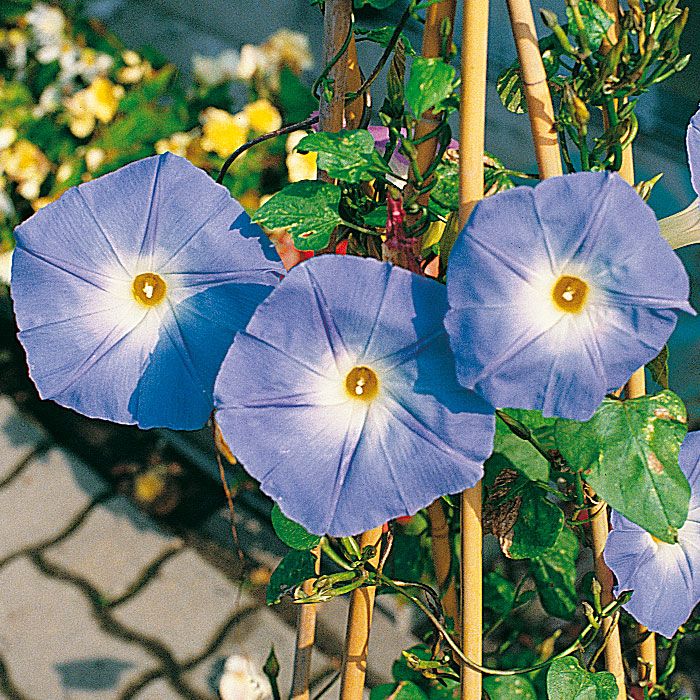 Prunkwinde 'Heavenly Blue' in der Gruppe Samen / Einjährige Blumen bei Impecta Fröhandel (233)