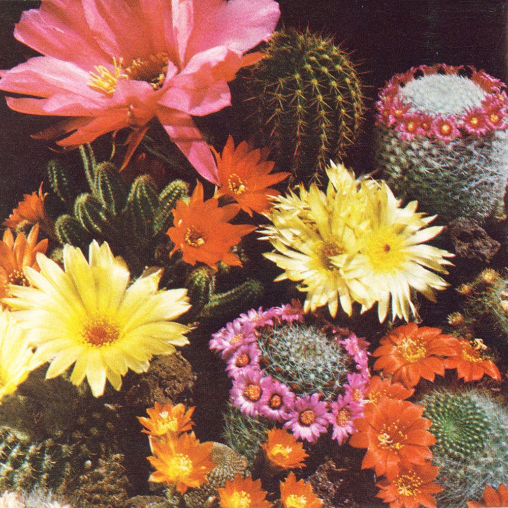 Kaktusmix in der Gruppe Samen / Mehrjährige Topfpflanzen bei Impecta Fröhandel (251)
