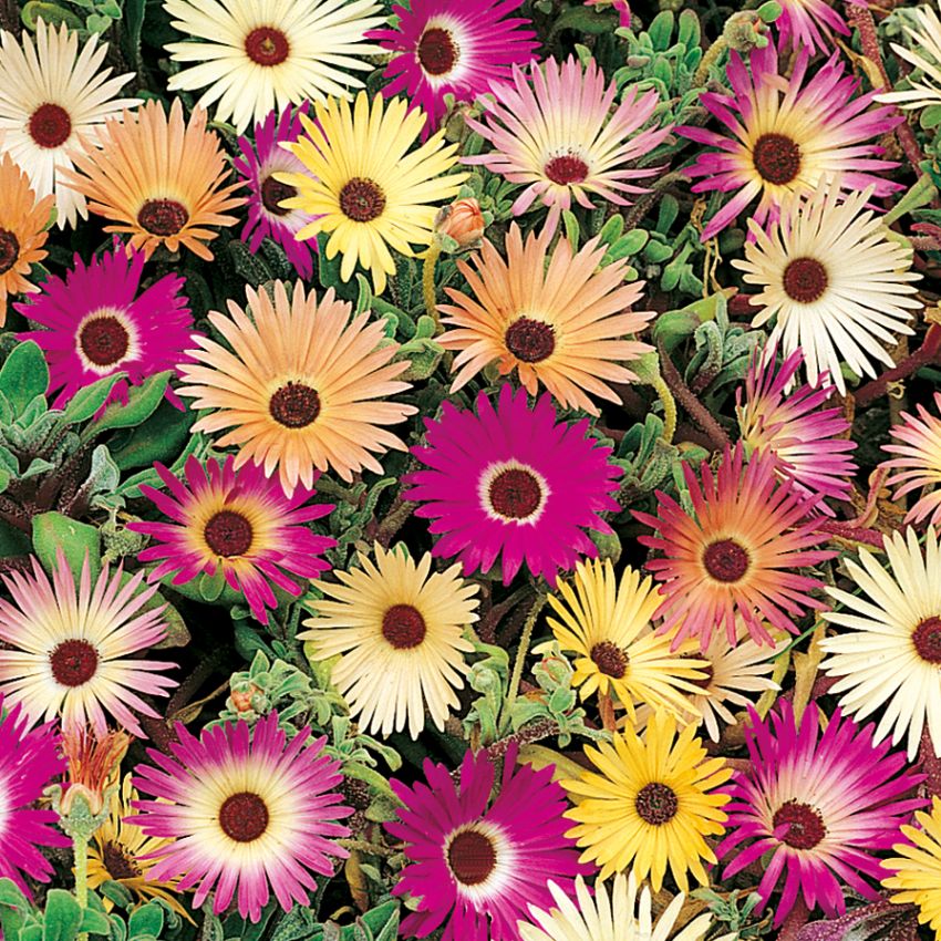 Garten-Mittagsblume in der Gruppe Samen / Einjährige Blumen bei Impecta Fröhandel (282)