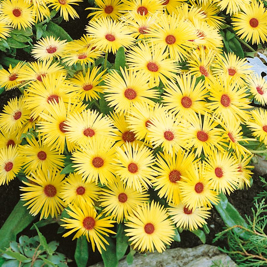 Garten-Mittagsblume 'Lunette' in der Gruppe Samen / Einjährige Blumen bei Impecta Fröhandel (283)