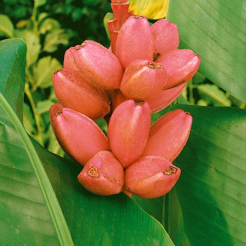 Rosa Zwergbanane,  in der Gruppe Samen / Mehrjährige Topfpflanzen bei Impecta Fröhandel (299)