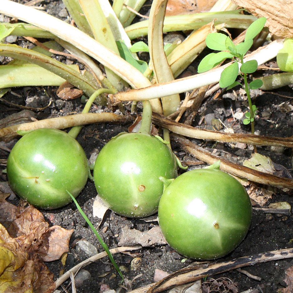 Alraune in der Gruppe Samen / Nutzpflanzen / Heilpflanzen bei Impecta Fröhandel (3007)