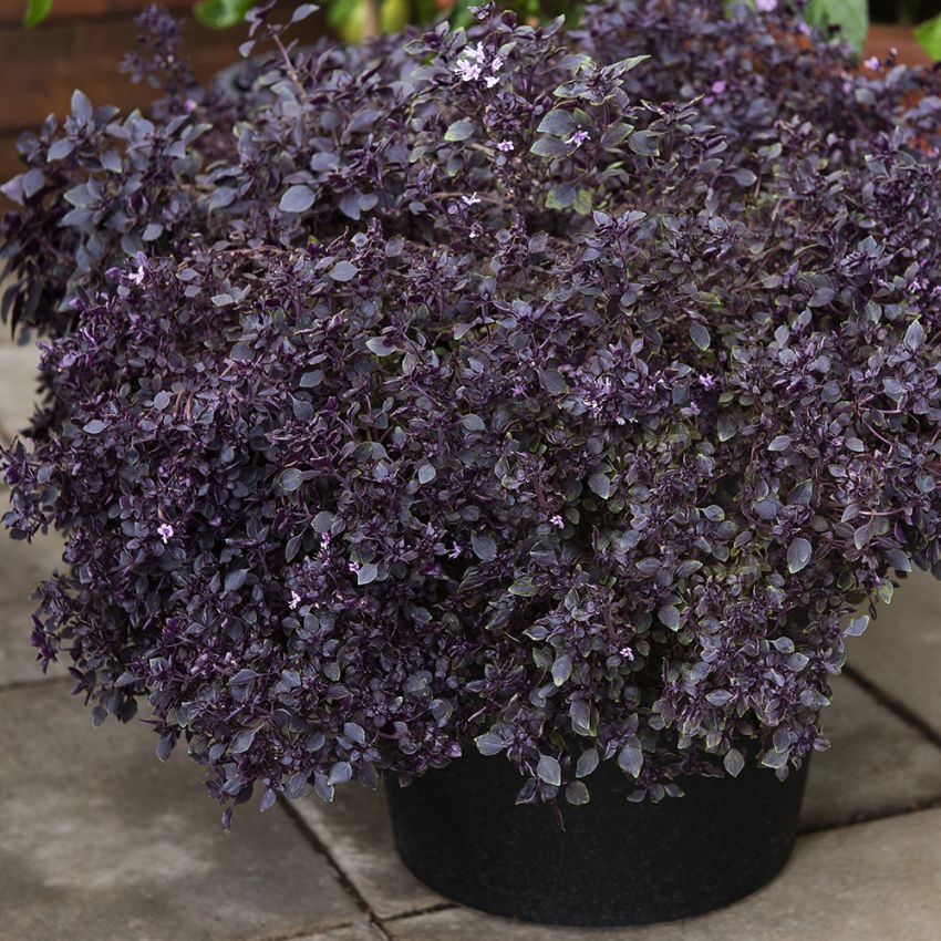 Busch-Basilikum 'Purple Ball' in der Gruppe Samen / Kräuterpflanzen bei Impecta Fröhandel (30161)