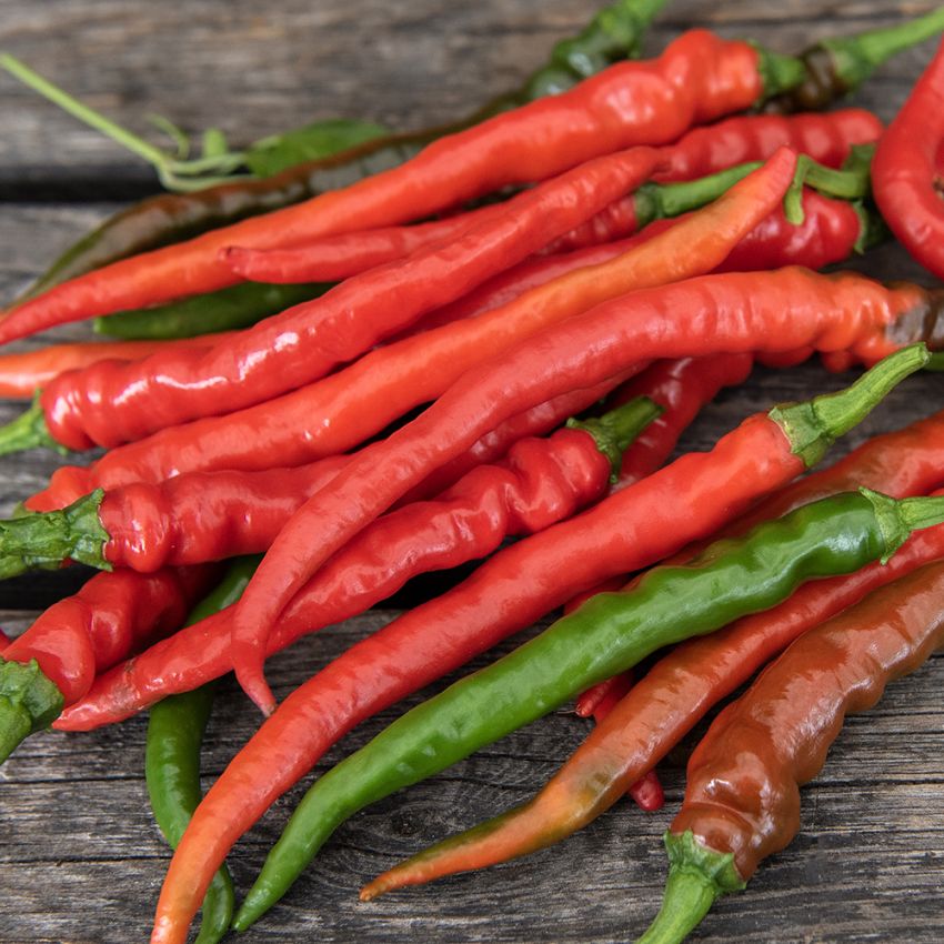 Chili 'Cayenne Long Slim' in der Gruppe Samen / Gemüse bei Impecta Fröhandel (30220)