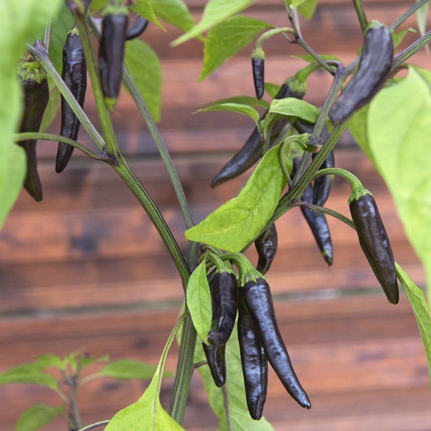 Chilipfeffer 'Black Fangs' in der Gruppe Samen / Gemüse bei Impecta Fröhandel (30226)