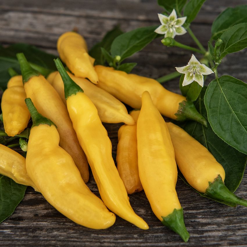 Chili 'Hot Lemon' in der Gruppe Samen / Gemüse bei Impecta Fröhandel (30237)