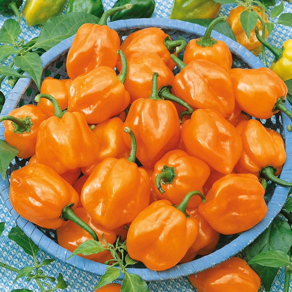 Chili 'Habanero Orange' in der Gruppe Samen / Gemüse bei Impecta Fröhandel (3024)