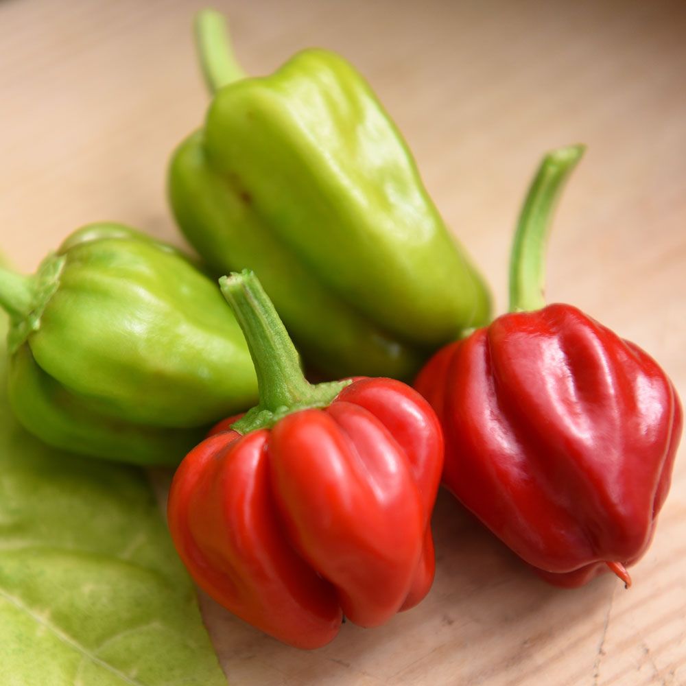 Chili 'Habanero Caribbean Red' in der Gruppe Samen / Gemüse bei Impecta Fröhandel (30241)