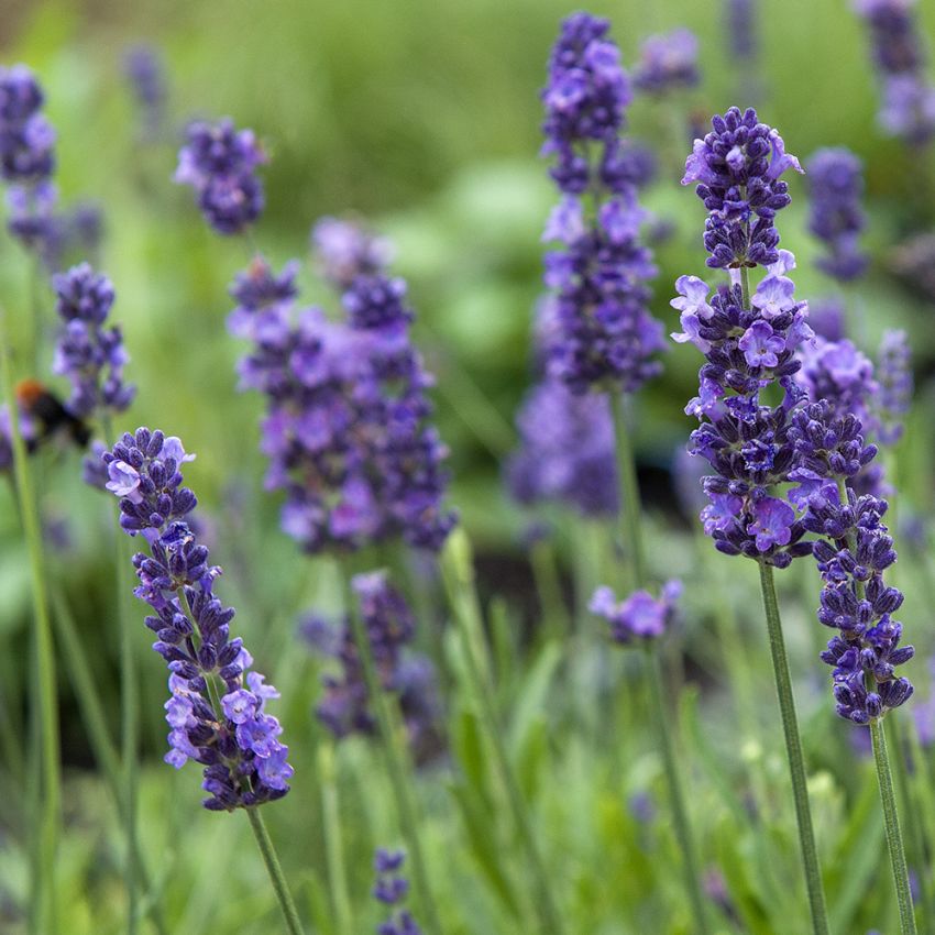 Lavendel 'Lovely Sky' in der Gruppe Samen / Einjährige Blumen bei Impecta Fröhandel (31250)