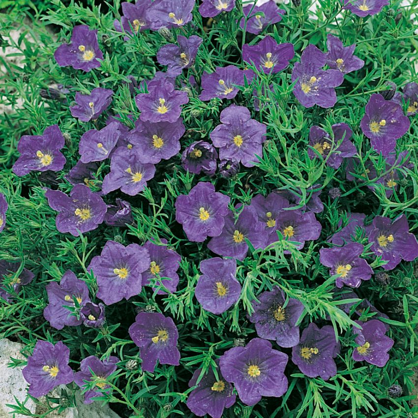 Schmalblättriger Weißbecher 'Purple Robe' in der Gruppe Samen / Mehrjährige Topfpflanzen bei Impecta Fröhandel (315)