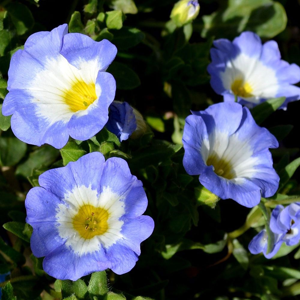 Glockenwinde 'Blue Bird' in der Gruppe Samen / Einjährige Blumen bei Impecta Fröhandel (316)