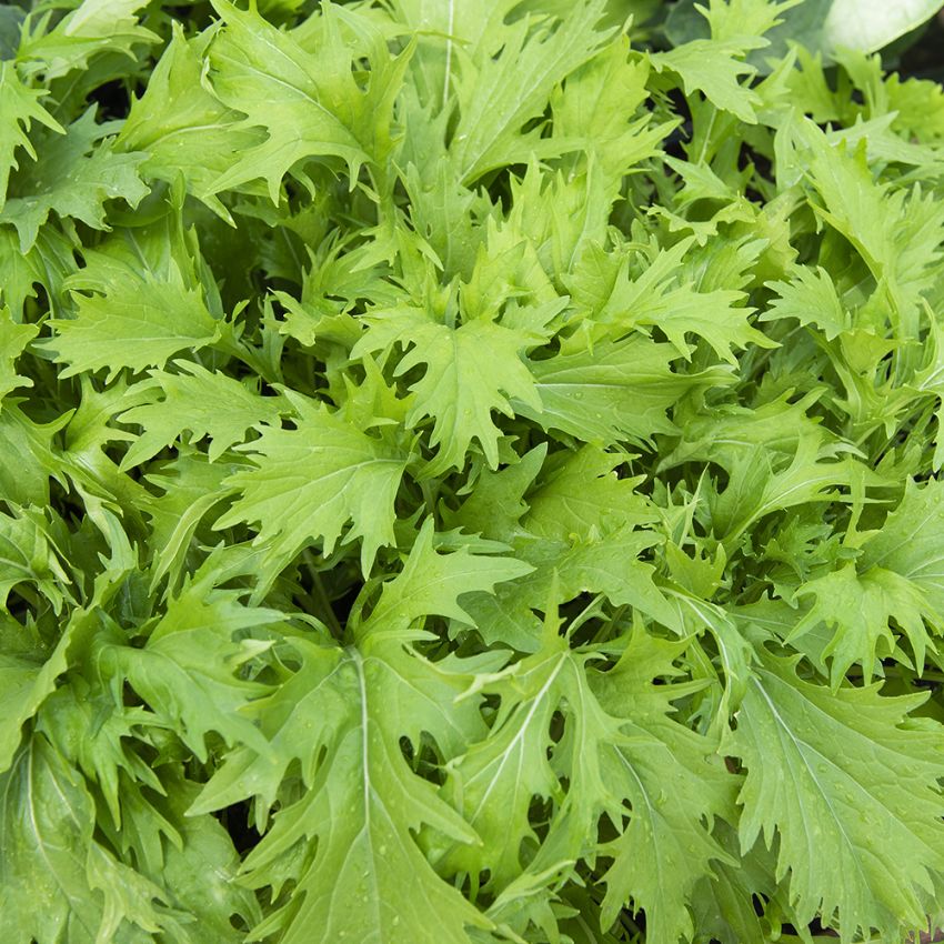 Mizuna F1 'Green' in der Gruppe Samen / Gemüse bei Impecta Fröhandel (31840)