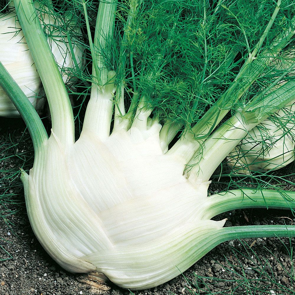 Knollenfenchel 'Fino' in der Gruppe Samen / Gemüse bei Impecta Fröhandel (3189)