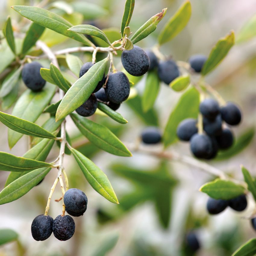 Olivenbaum in der Gruppe Samen / Mehrjährige Topfpflanzen bei Impecta Fröhandel (320)