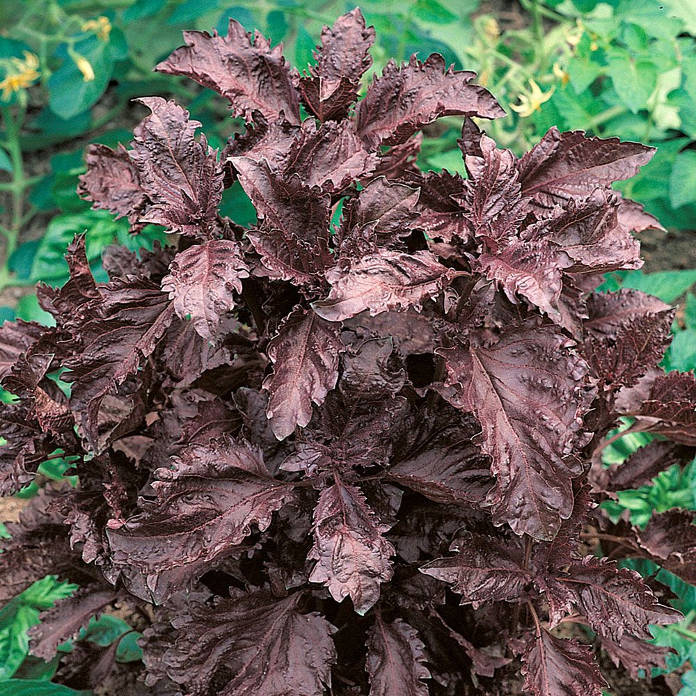Purpur-Basilikum 'Purple Ruffles' in der Gruppe Samen / Kräuterpflanzen bei Impecta Fröhandel (3309)
