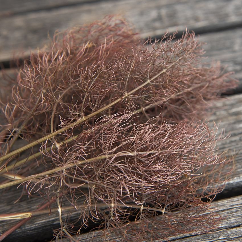 Bronzefenchel 'Smokey' in der Gruppe Samen / Kräuterpflanzen bei Impecta Fröhandel (3310)