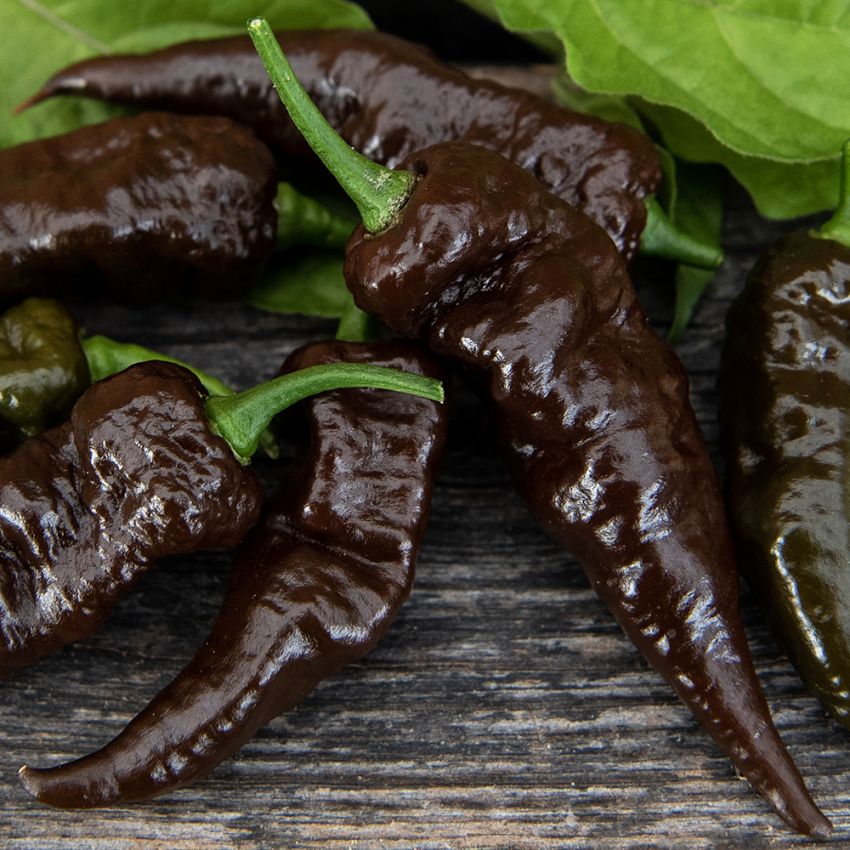 Chili 'Naga Black' in der Gruppe Samen / Gemüse bei Impecta Fröhandel (33969)