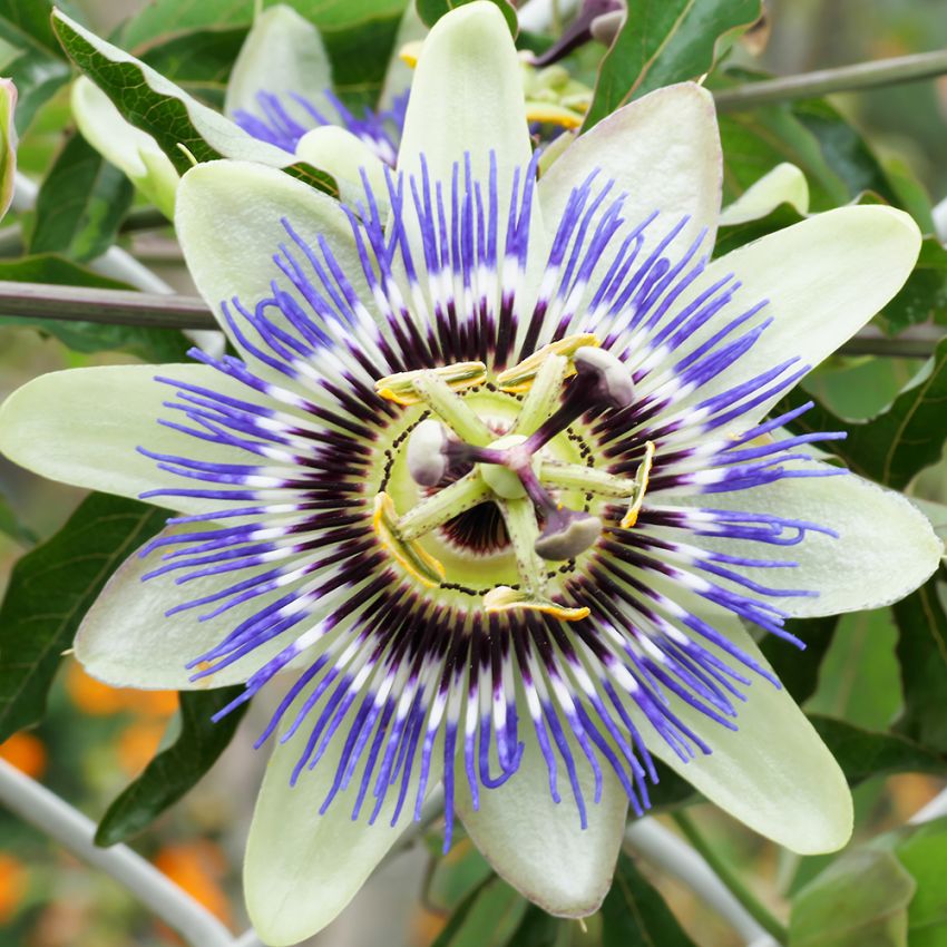 Blaue Passionsblume in der Gruppe Samen / Mehrjährige Topfpflanzen bei Impecta Fröhandel (345)