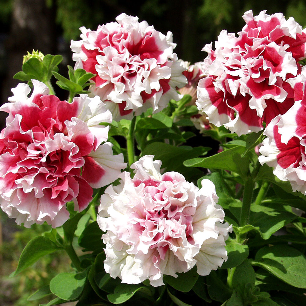 Großblumige Petunie 'Pirouette Soft Red & White'