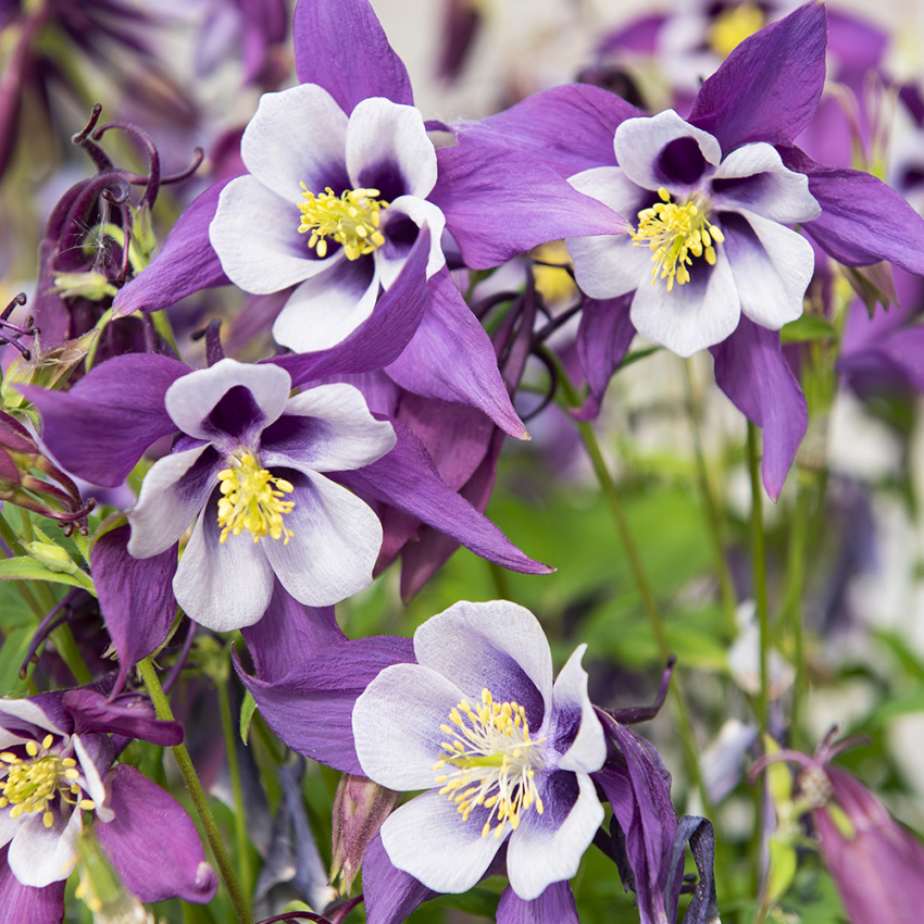 Akelei F1 'Earlybird Purple White'