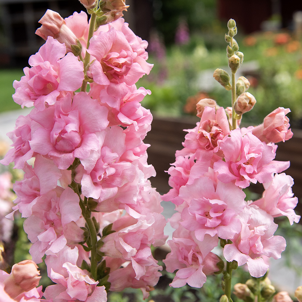 Löwenmäulchen F1 'Snapstar Pink'