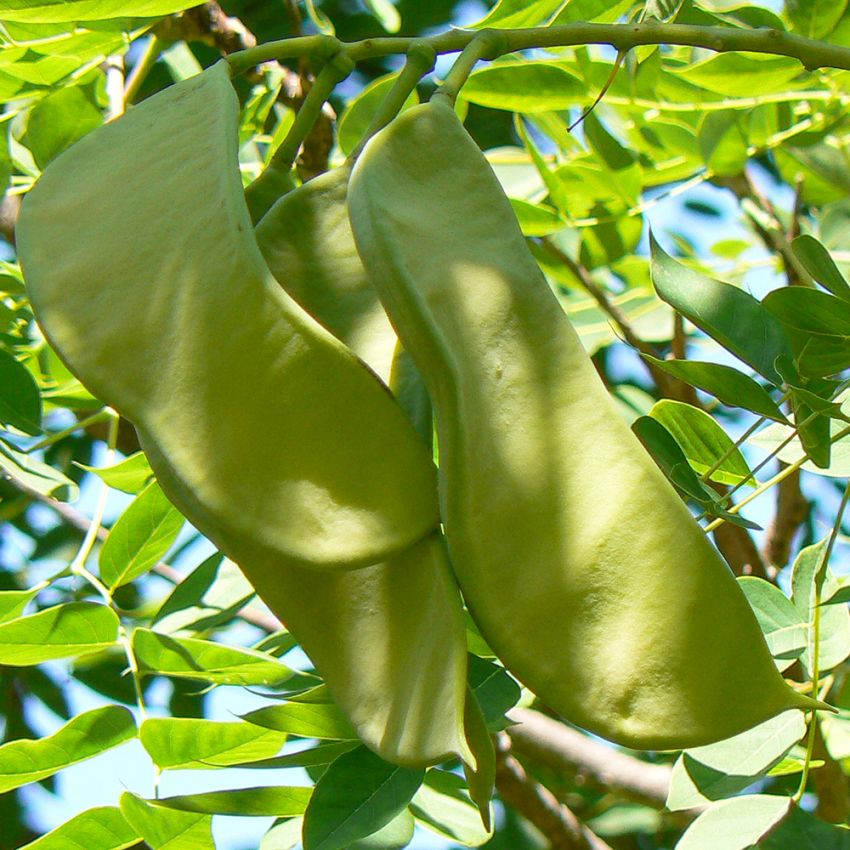 Geweihbaum in der Gruppe Samen / Sträucher und Bäume bei Impecta Fröhandel (4112)