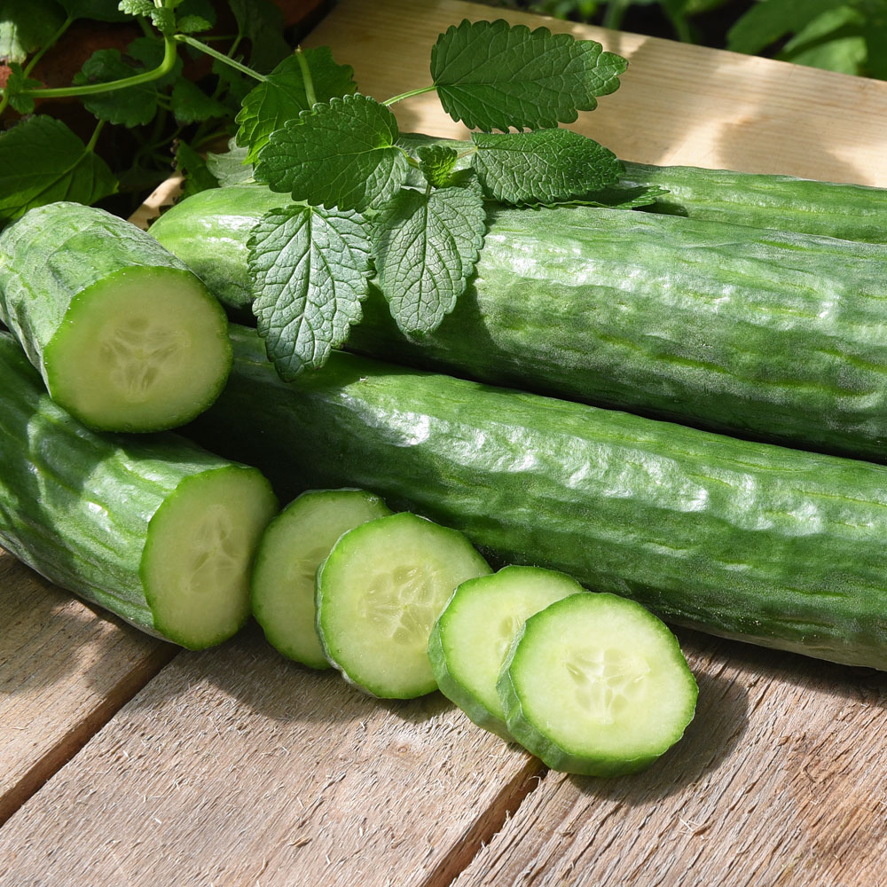 Salatgurke 'Cordoba'