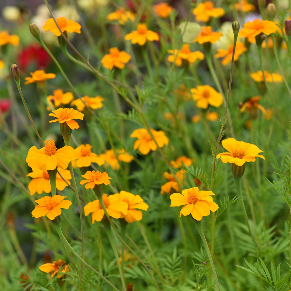 Tagetes 'Ground Control'