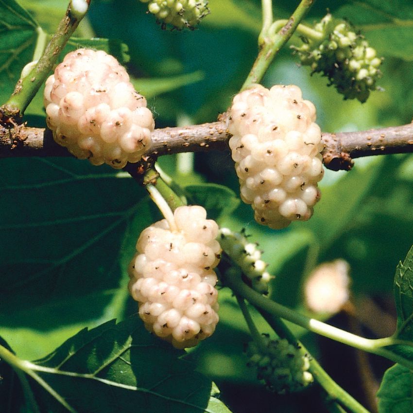 Weiße Maulbeere in der Gruppe Samen / Sträucher und Bäume bei Impecta Fröhandel (4165)