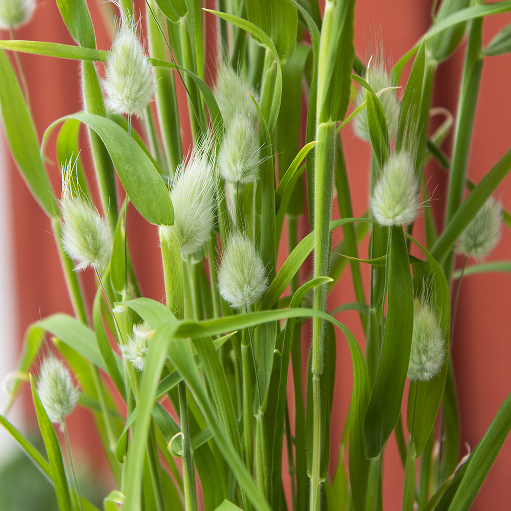 Samtgras/Hasenschwanzgras