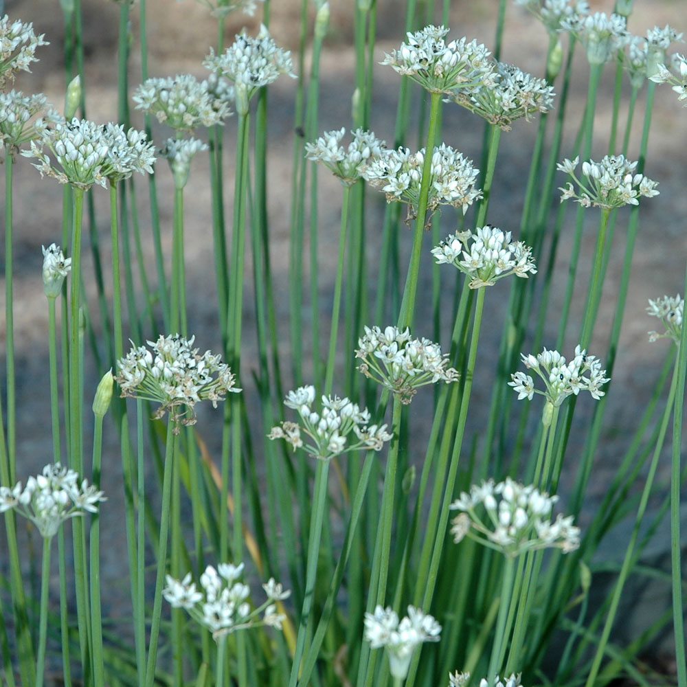 Schnitt-Knoblauch