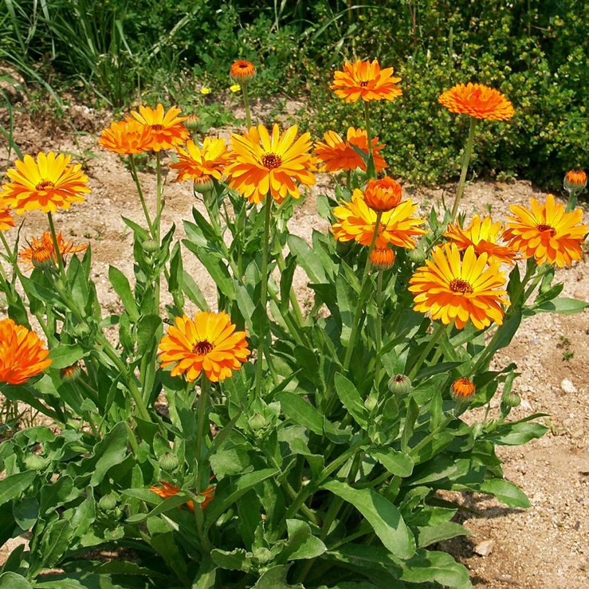 Ringelblume