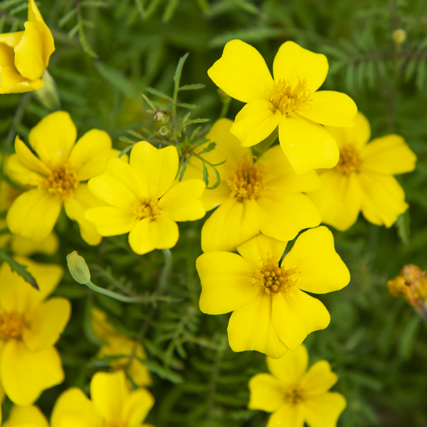 Gewürztagetes 'Signet Lemon'