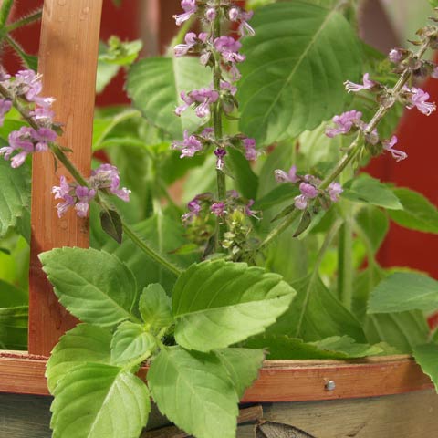 Vanille-Basilikum 'Vanilla Spice'