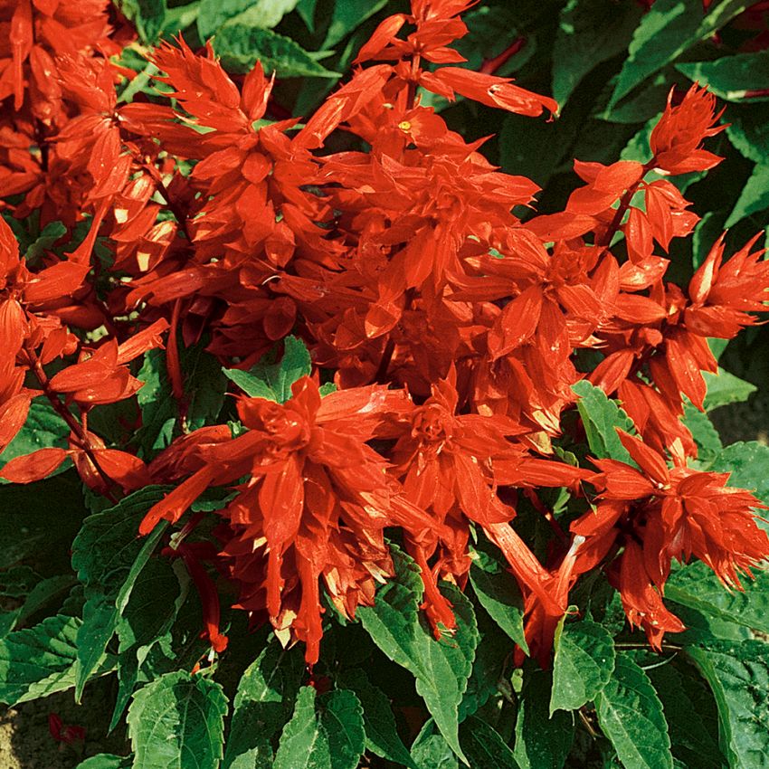 Feuer-Salbei 'Scarlet Piccolo' in der Gruppe Samen / Einjährige Blumen bei Impecta Fröhandel (440)